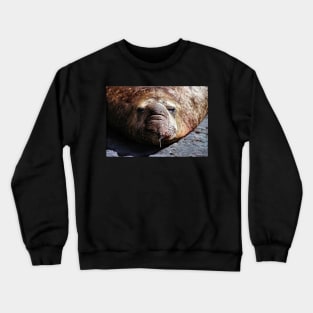 "A Face Only a Mother Could Love." Male Southern Elephant Seal Crewneck Sweatshirt